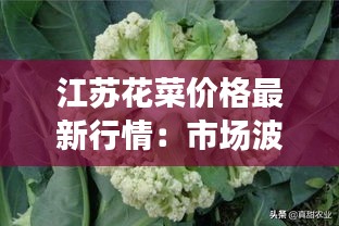 江苏花菜价格最新行情：市场波动与消费者影响分析