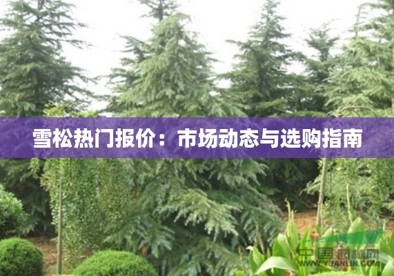 雪松热门报价：市场动态与选购指南