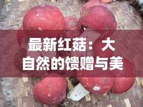 最新红菇：大自然的馈赠与美食的诱惑