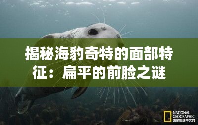 揭秘海豹奇特的面部特征：扁平的前脸之谜