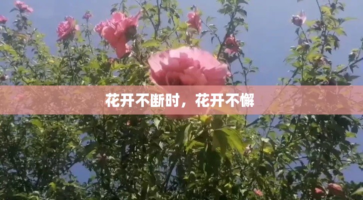 花开不断时，花开不懈 