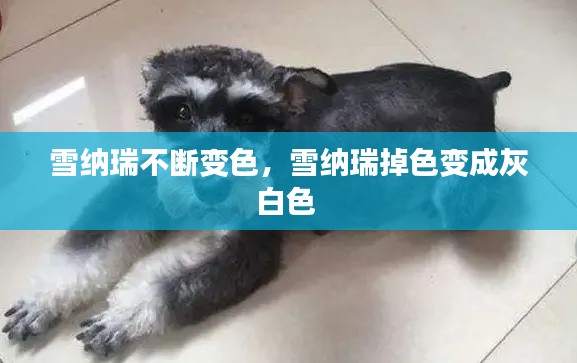 雪纳瑞不断变色，雪纳瑞掉色变成灰白色 
