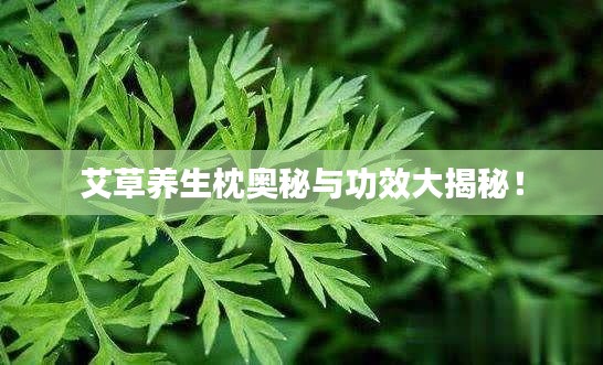 艾草养生枕奥秘与功效大揭秘！