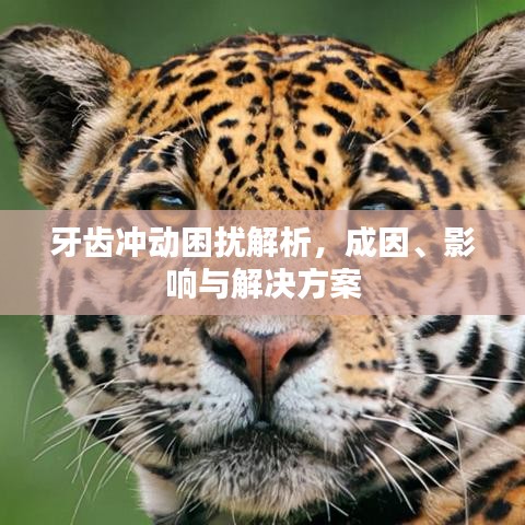牙齿冲动困扰解析，成因、影响与解决方案