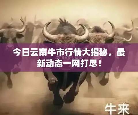 今日云南牛市行情大揭秘，最新动态一网打尽！
