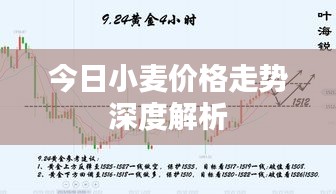 今日小麦价格走势深度解析