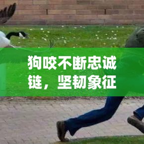 狗咬不断忠诚链，坚韧象征的背后故事