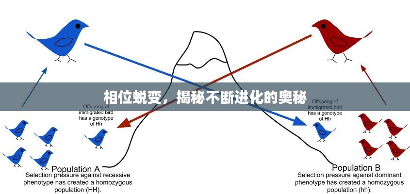 相位蜕变，揭秘不断进化的奥秘