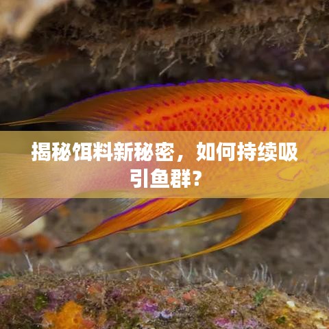 揭秘饵料新秘密，如何持续吸引鱼群？