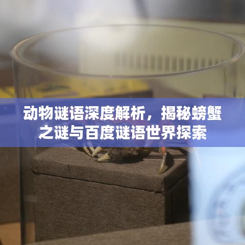 动物谜语深度解析，揭秘螃蟹之谜与百度谜语世界探索