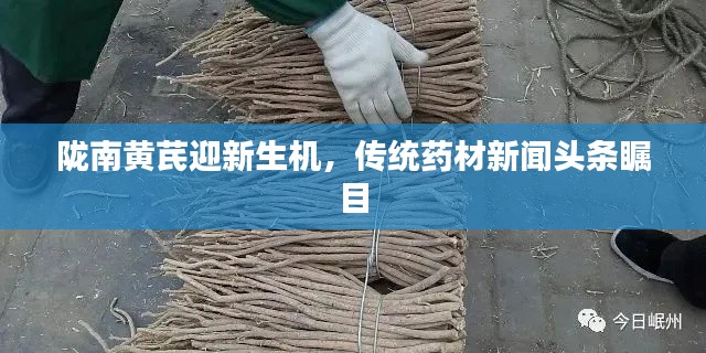 陇南黄芪迎新生机，传统药材新闻头条瞩目