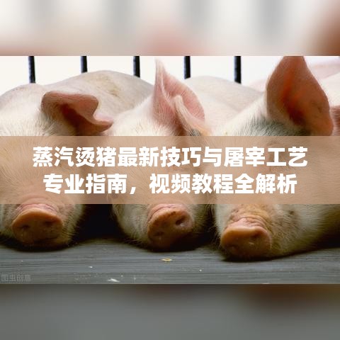 蒸汽烫猪最新技巧与屠宰工艺专业指南，视频教程全解析