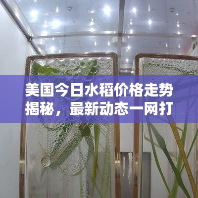 美国今日水稻价格走势揭秘，最新动态一网打尽！