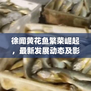 徐闻黄花鱼繁荣崛起，最新发展动态及影响