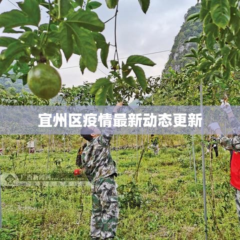 宜州区疫情最新动态更新
