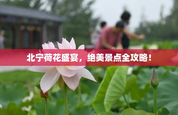 北宁荷花盛宴，绝美景点全攻略！