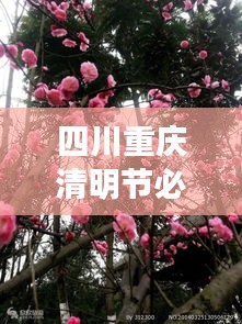 四川重庆清明节必游景点攻略大全