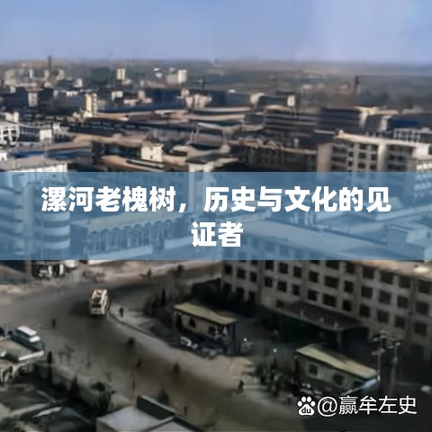 漯河老槐树，历史与文化的见证者