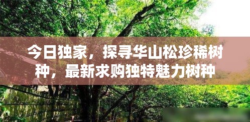 今日独家，探寻华山松珍稀树种，最新求购独特魅力树种