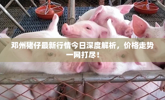 邓州猪仔最新行情今日深度解析，价格走势一网打尽！