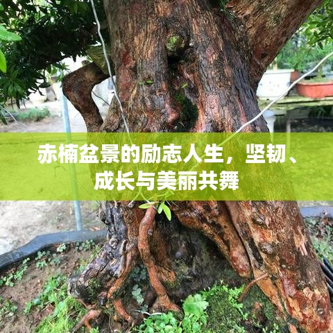 赤楠盆景的励志人生，坚韧、成长与美丽共舞