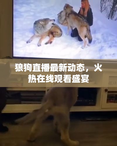 狼狗直播最新动态，火热在线观看盛宴
