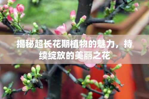 揭秘超长花期植物的魅力，持续绽放的美丽之花