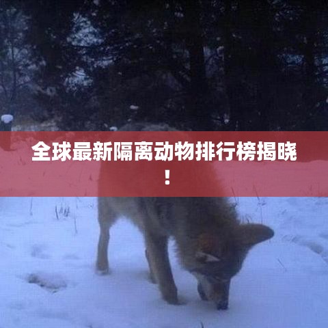 全球最新隔离动物排行榜揭晓！