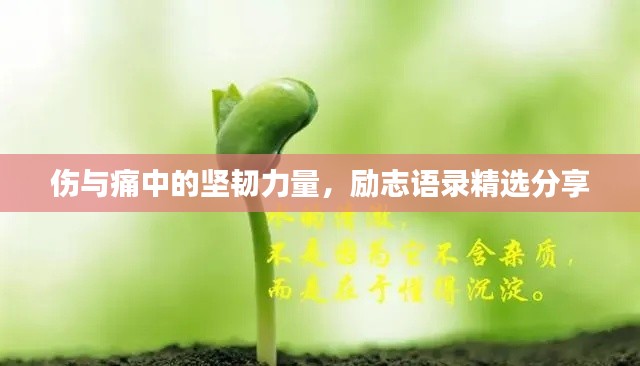 伤与痛中的坚韧力量，励志语录精选分享