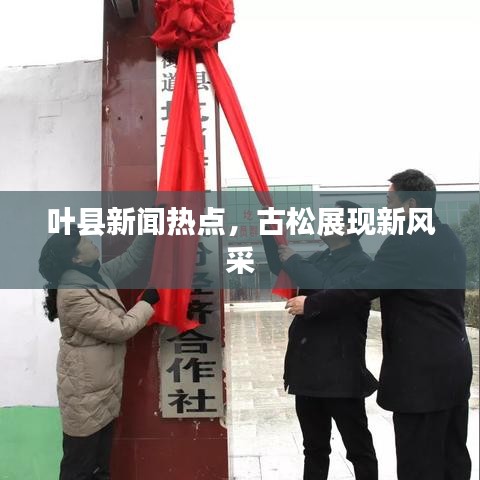 叶县新闻热点，古松展现新风采
