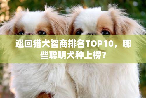 巡回猎犬智商排名TOP10，哪些聪明犬种上榜？