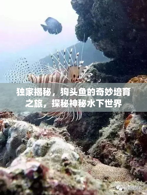 独家揭秘，狗头鱼的奇妙培育之旅，探秘神秘水下世界