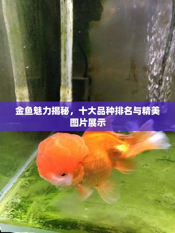 金鱼魅力揭秘，十大品种排名与精美图片展示