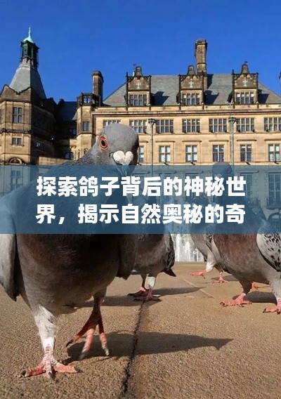 探索鸽子背后的神秘世界，揭示自然奥秘的奇妙之旅