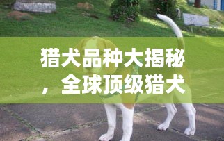 猎犬品种大揭秘，全球顶级猎犬排名榜单！