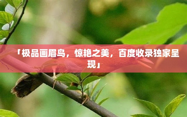 「极品画眉鸟，惊艳之美，百度收录独家呈现」