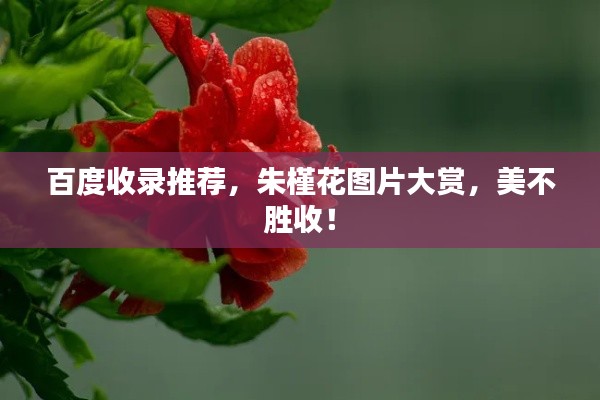 百度收录推荐，朱槿花图片大赏，美不胜收！