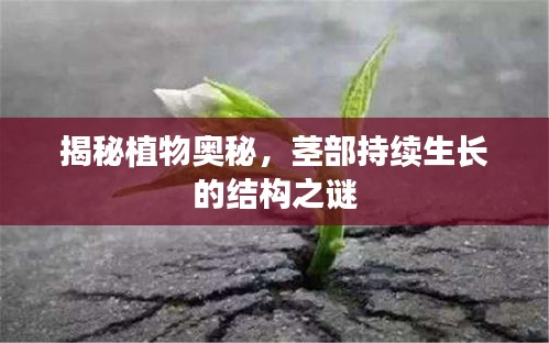 揭秘植物奥秘，茎部持续生长的结构之谜
